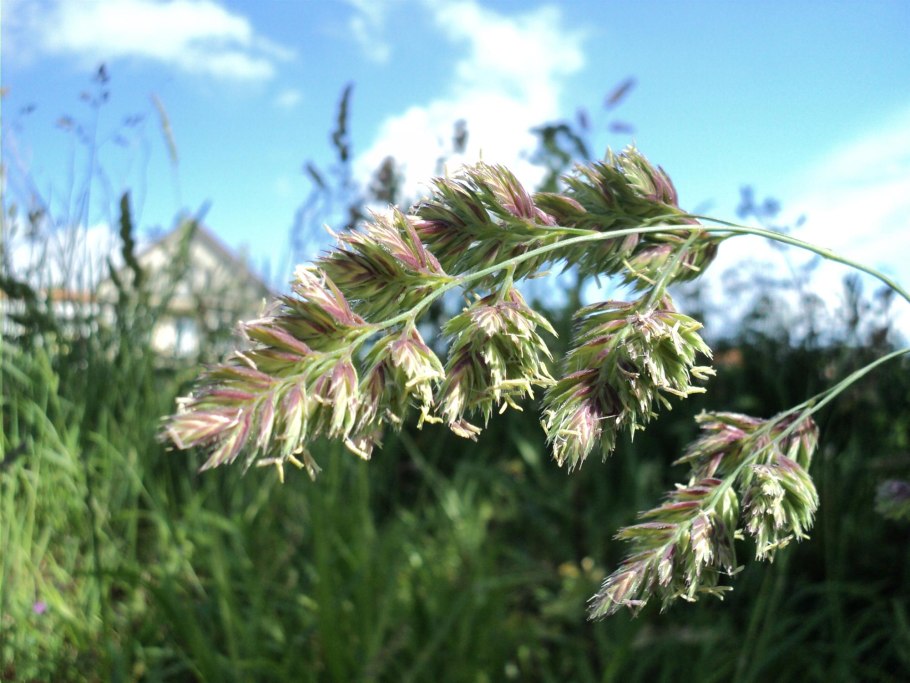 Ежа сборная Dactylis glomerata l.