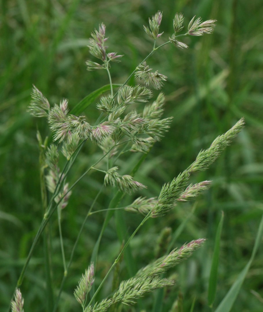 Ежа сборная Dactylis glomerata