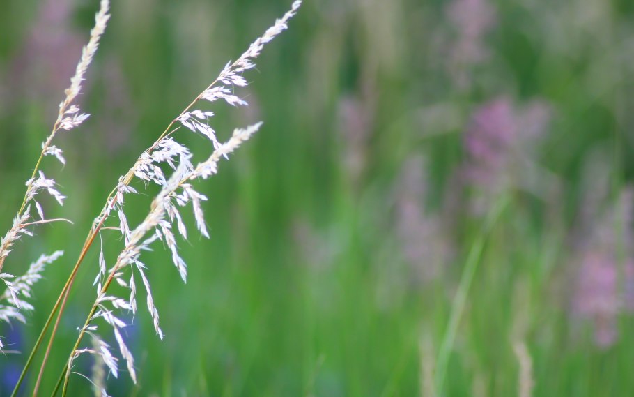 Ежа сборная Dactylis glomerata