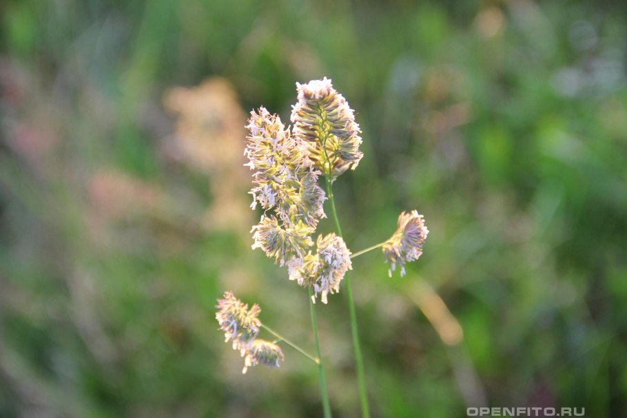 Ежа сборная Dactylis glomerata l.