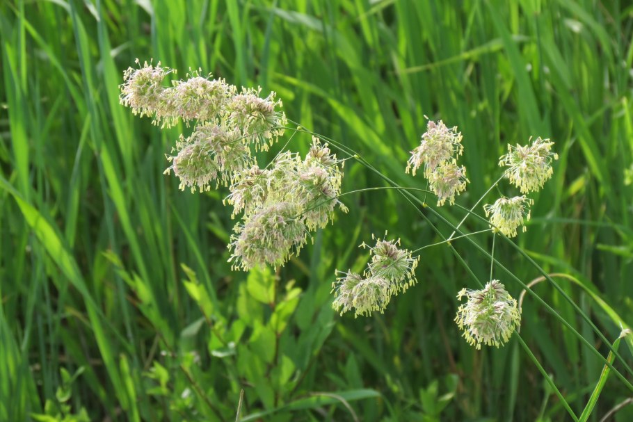 Ежа сборная Dactylis glomerata l.