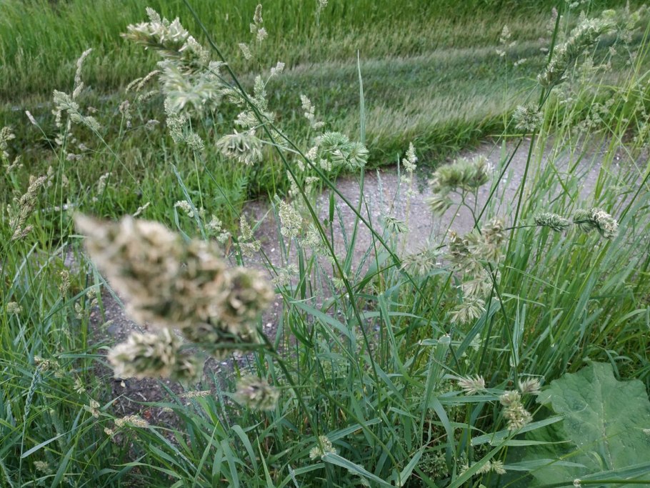 Ежа сборная листья