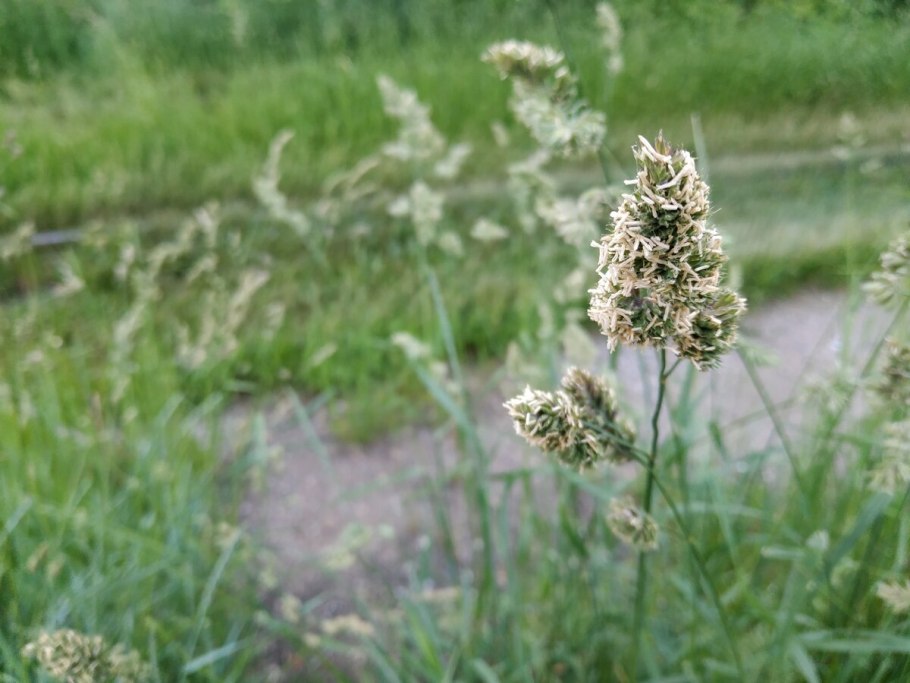 Ежа сборная Вариегата