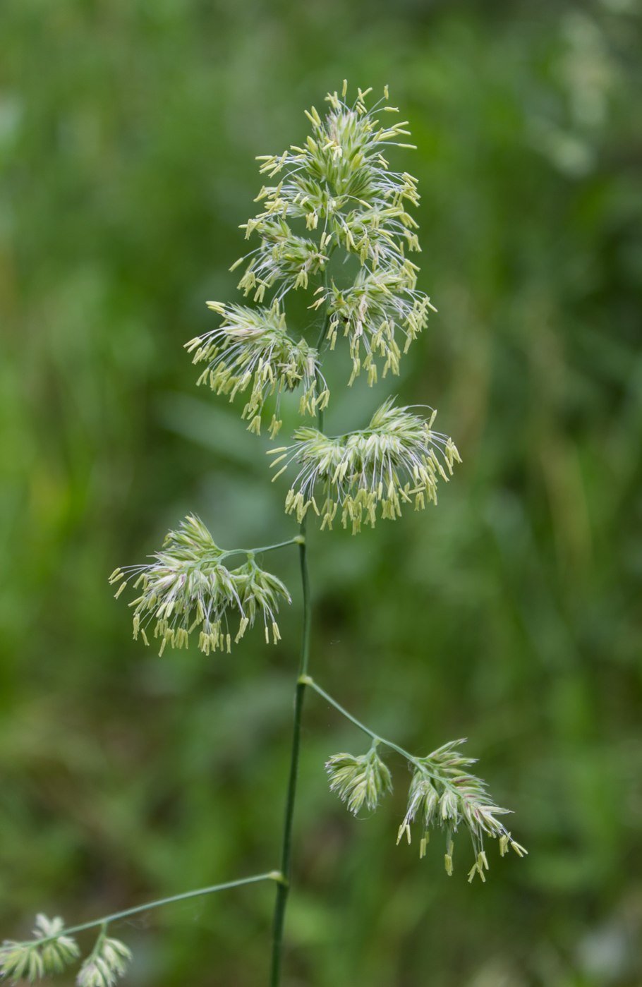 Ежа сборная dactylis glomerata l.