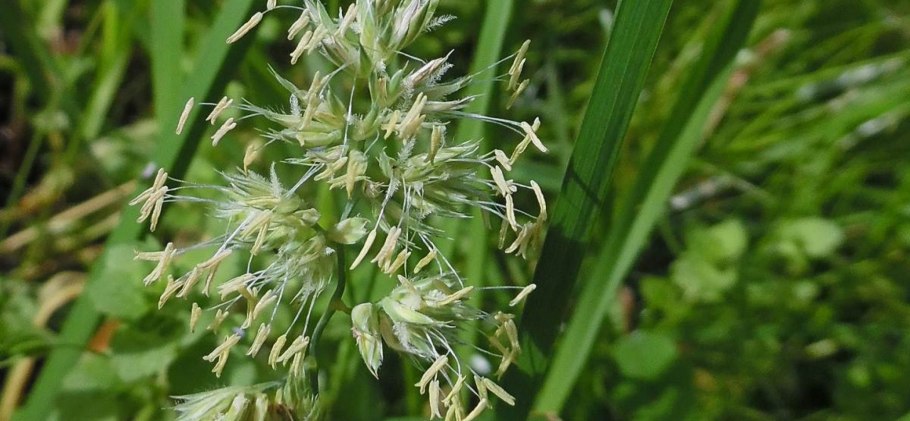 Ежа сборная (dactylis glomerata)