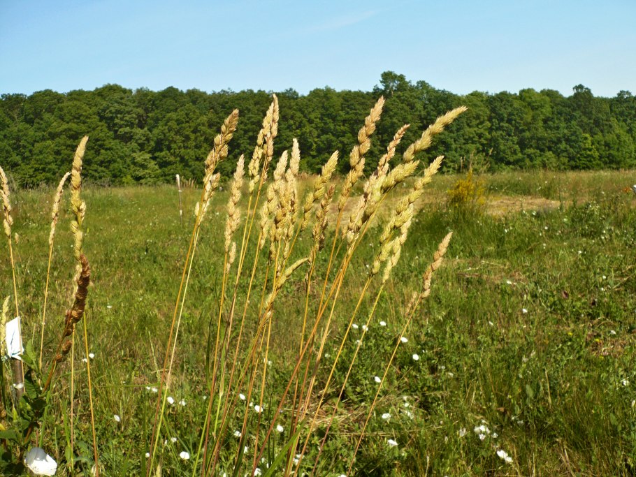 Тимофеевка пырей Луговой