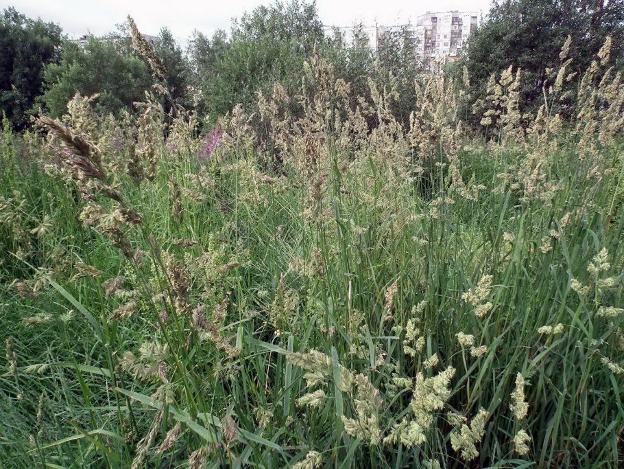 Ежа сборная - Dactylis glomerata l. сем. Злаки – Poaceae.