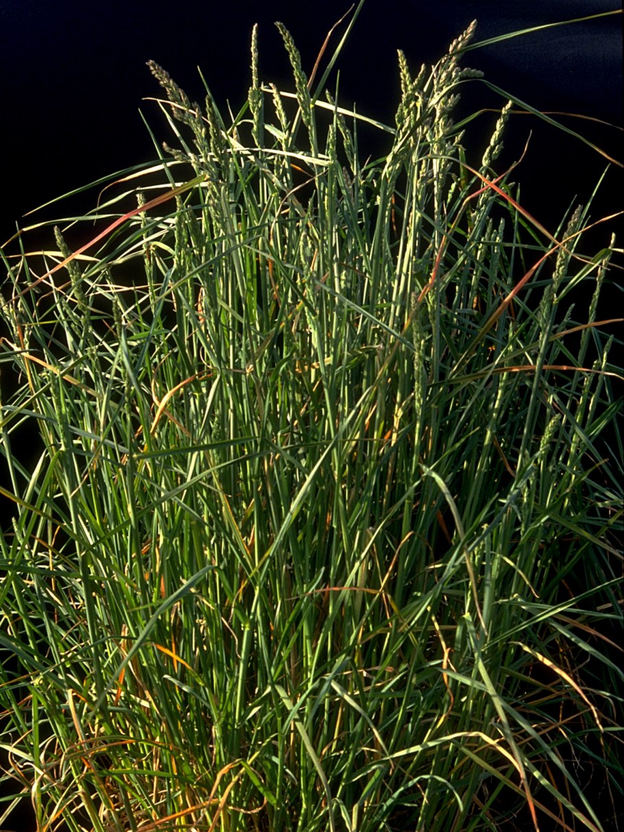 Мятлик Луговой злаки