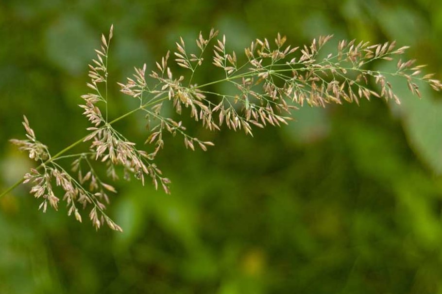 – Ежа сборная Dáctylis glomeráta