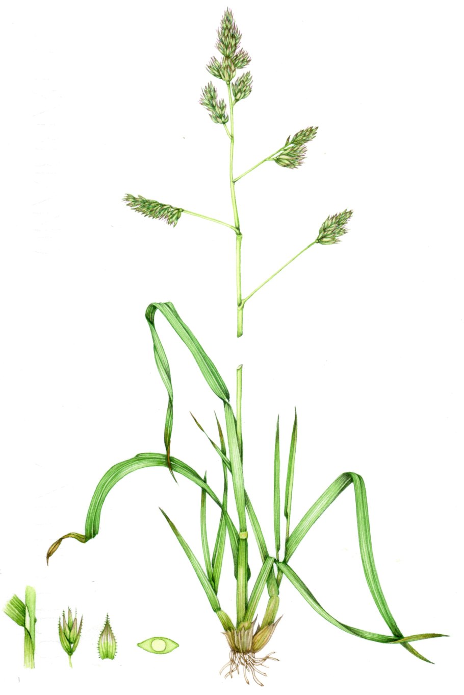 Ежа сборная соцветие