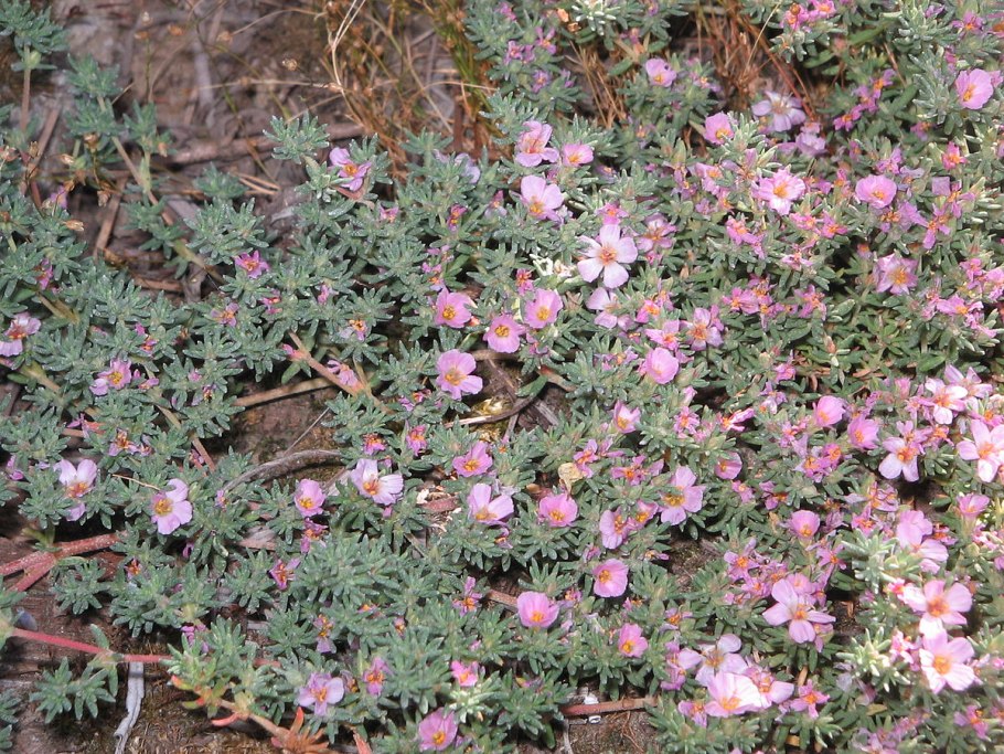 Франкения humiflora