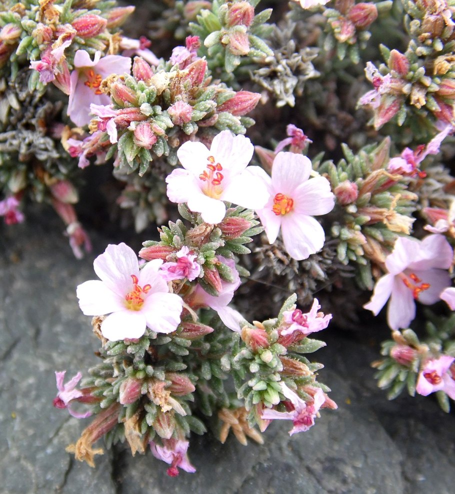 Frankenia pulverulenta