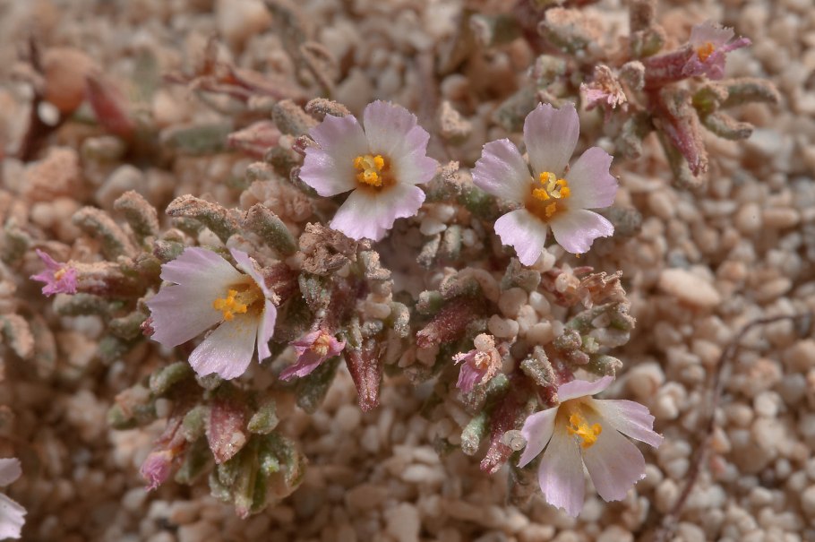 Frankenia pulverulenta