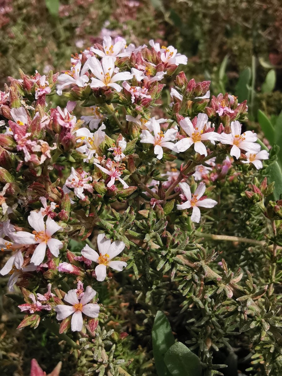 Frankenia pulverulenta