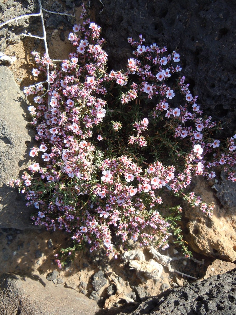 Limonium pectinatum