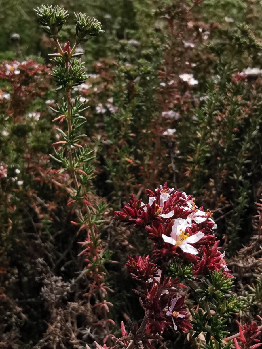 Polpoda Plant Molluginaceae