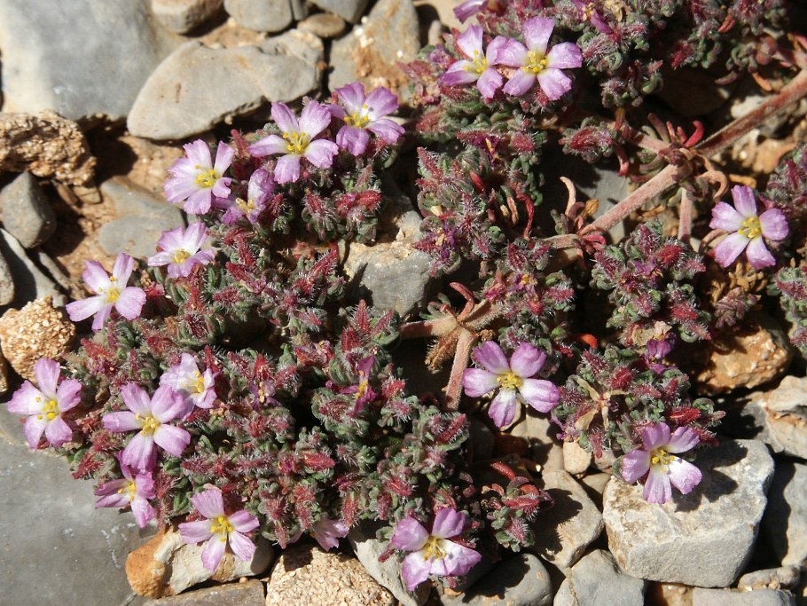 Франкения порошистая