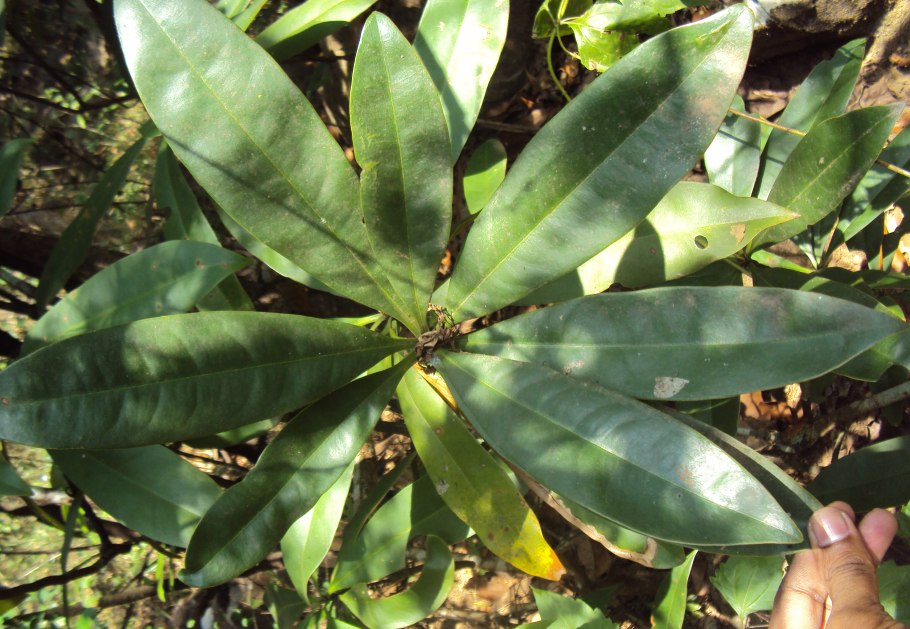 Спорангии папоротника