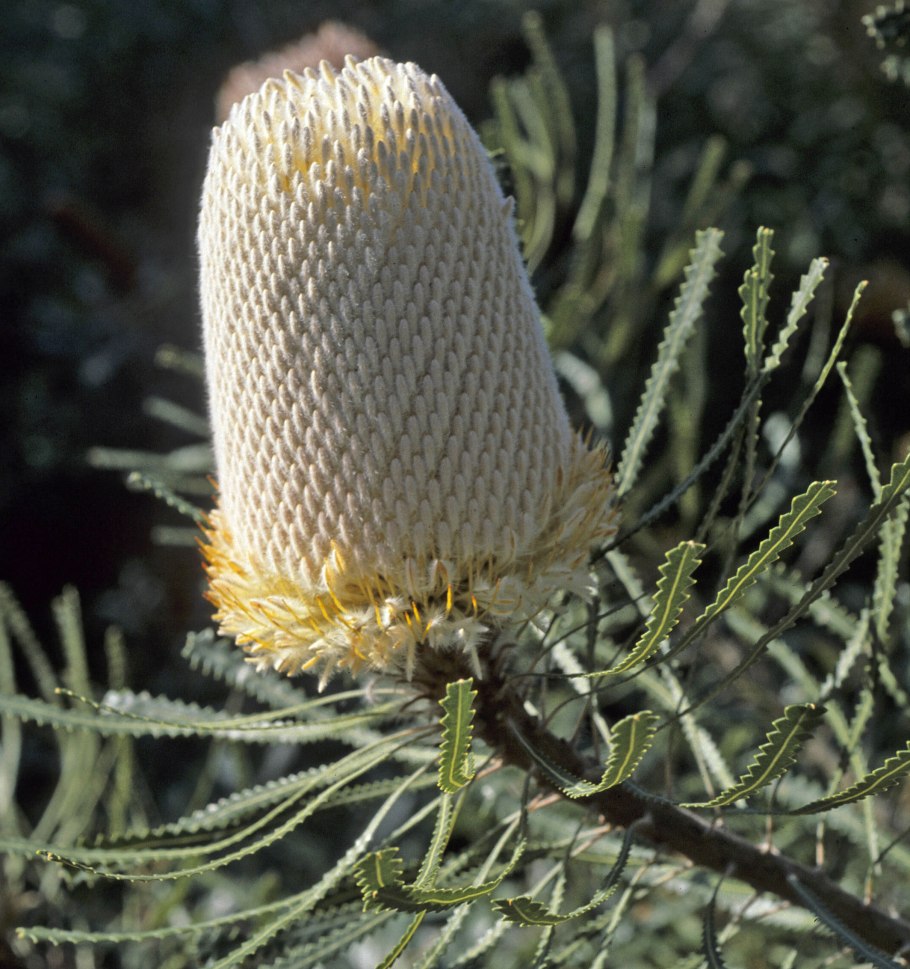 Banksia hookeriana цветок