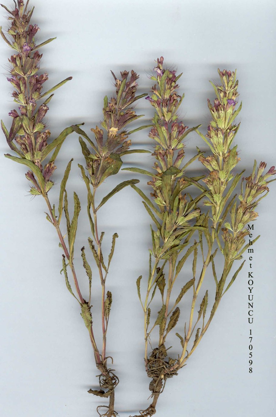 Ляллеманция Иберийская