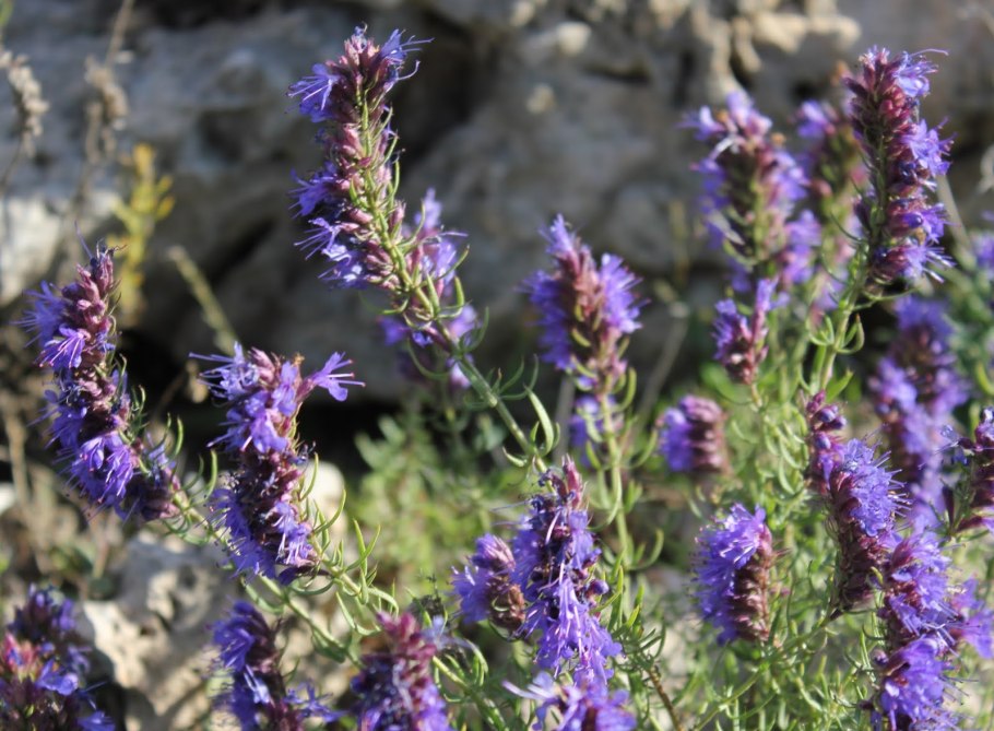 Иссоп лекарственный (Hyssopus officinalis)