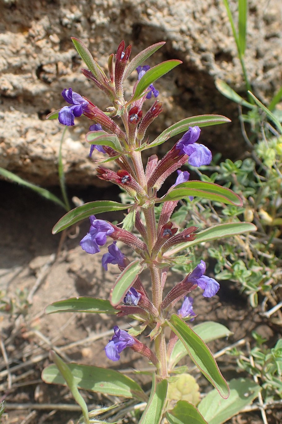 Ляллеманция (Lallemantia