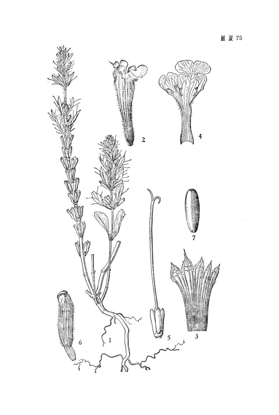 Розмарин лекарственный (Rosmarinus officinalis)