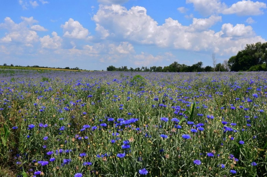 Шалфей мускатный DOTERRA