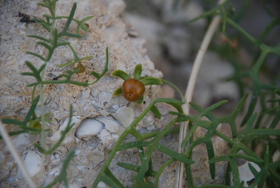 Косточки арбуза