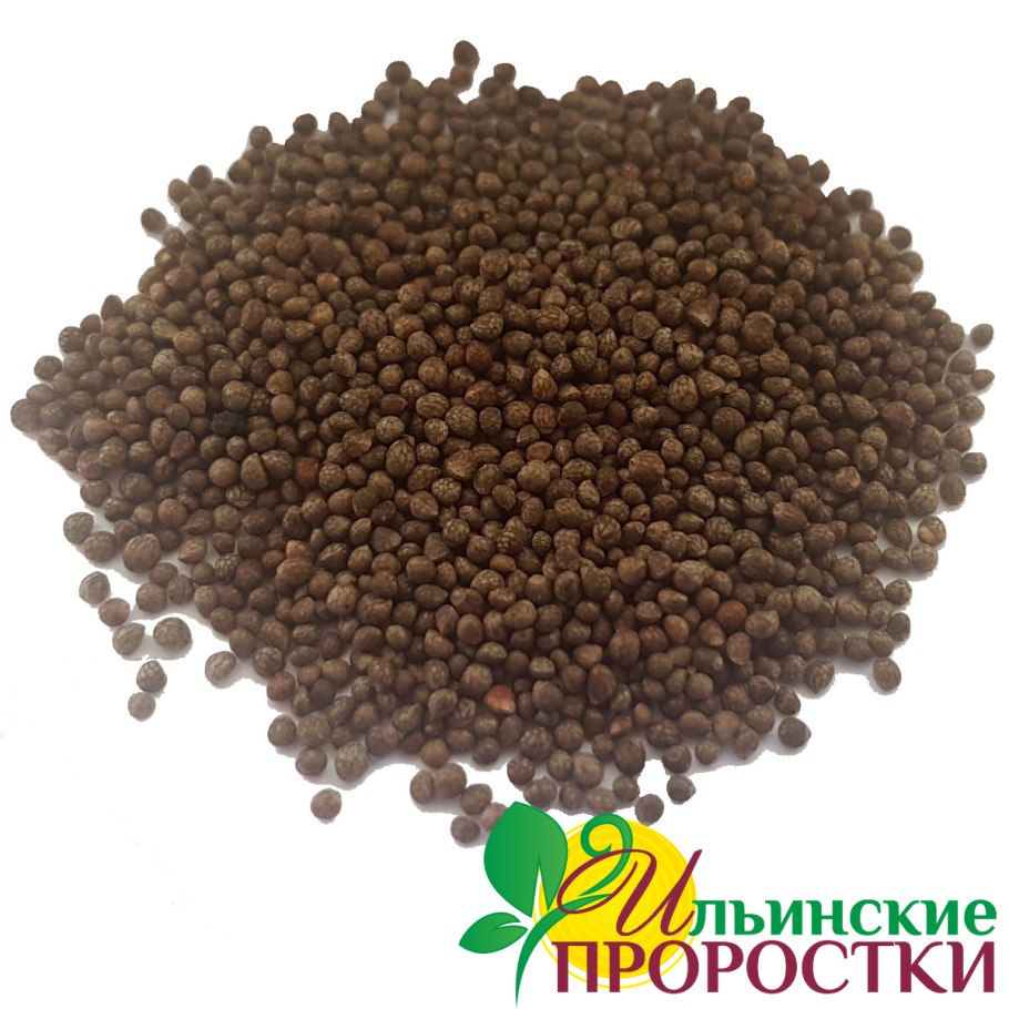 Иссоп лекарь