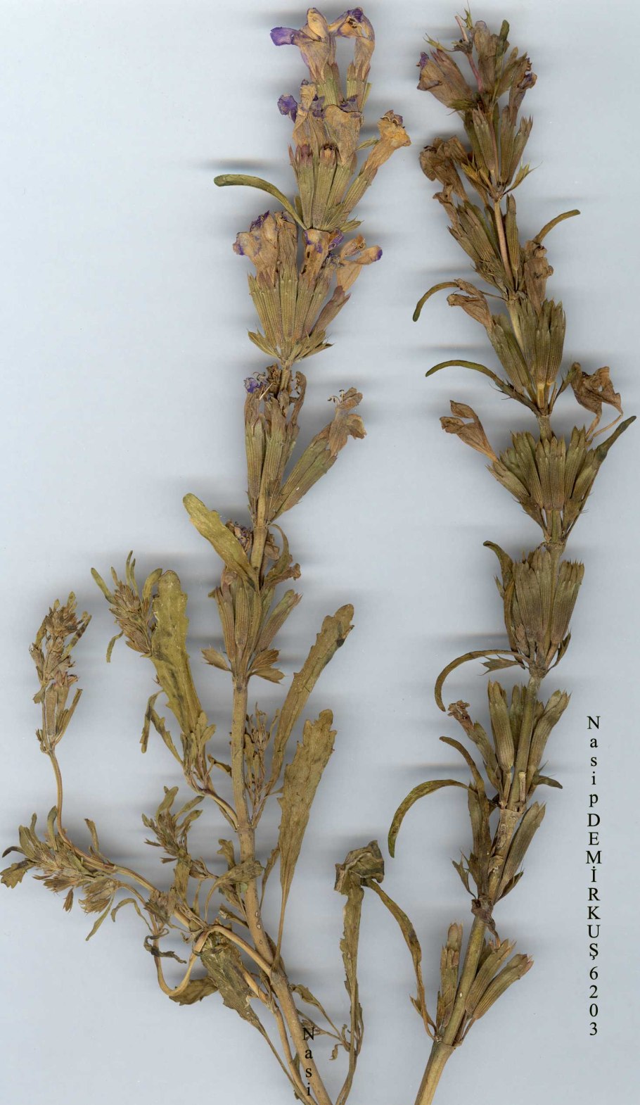 Ляллеманция Грузинская