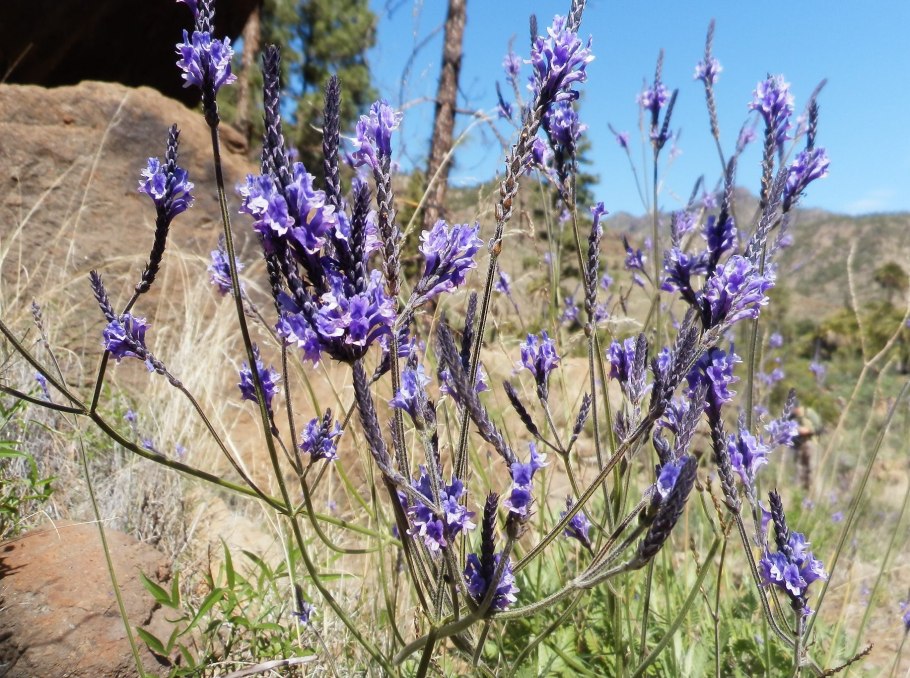 Иссоп Крымский