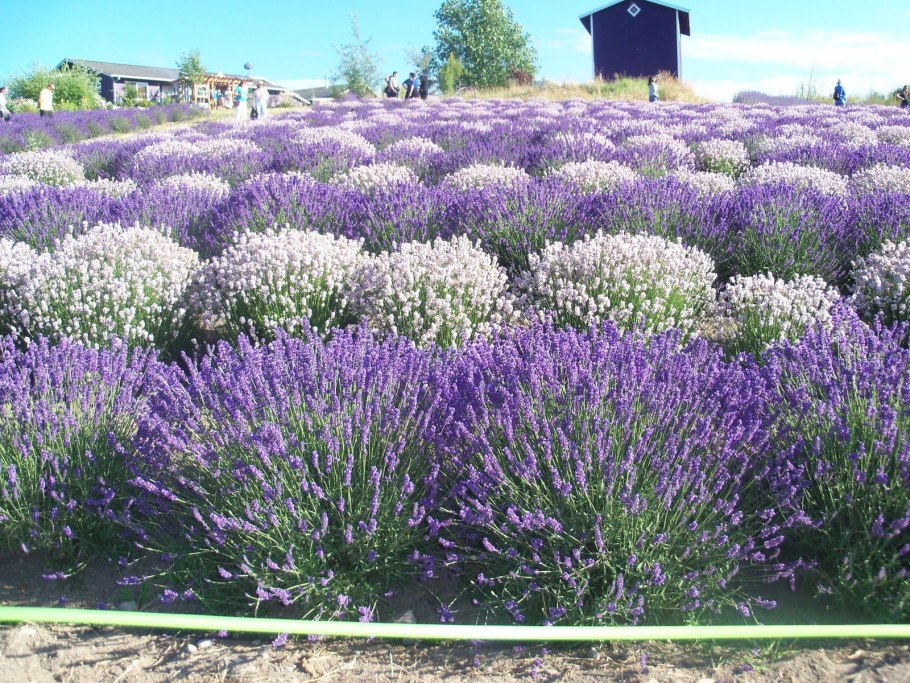 Черный семена черного тмина