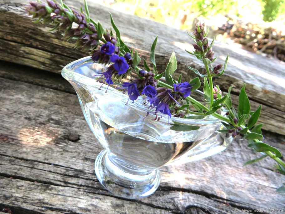 Иссоп лекарственный (Hyssopus officinalis) аметист