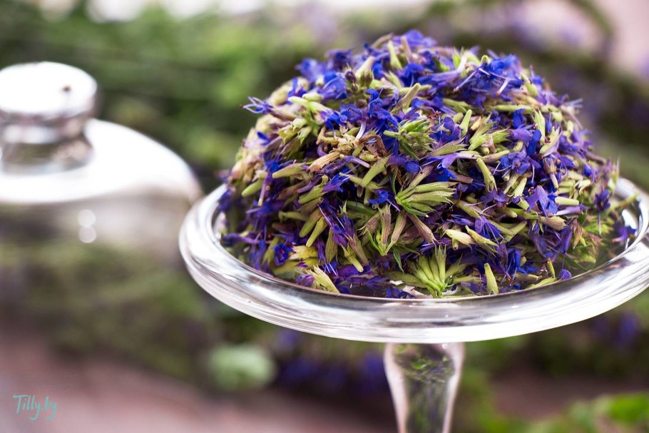 Лаванда однолетник