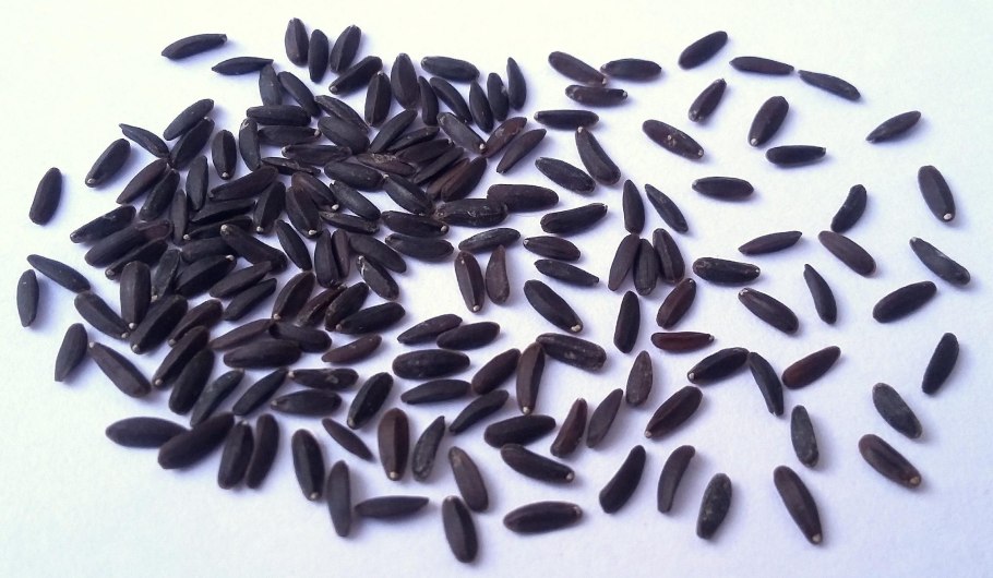 Ляллеманция зерно