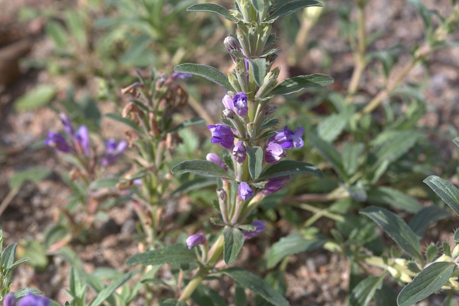 Ляллеманция Грузинская