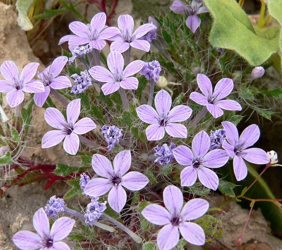 Иссоп семена