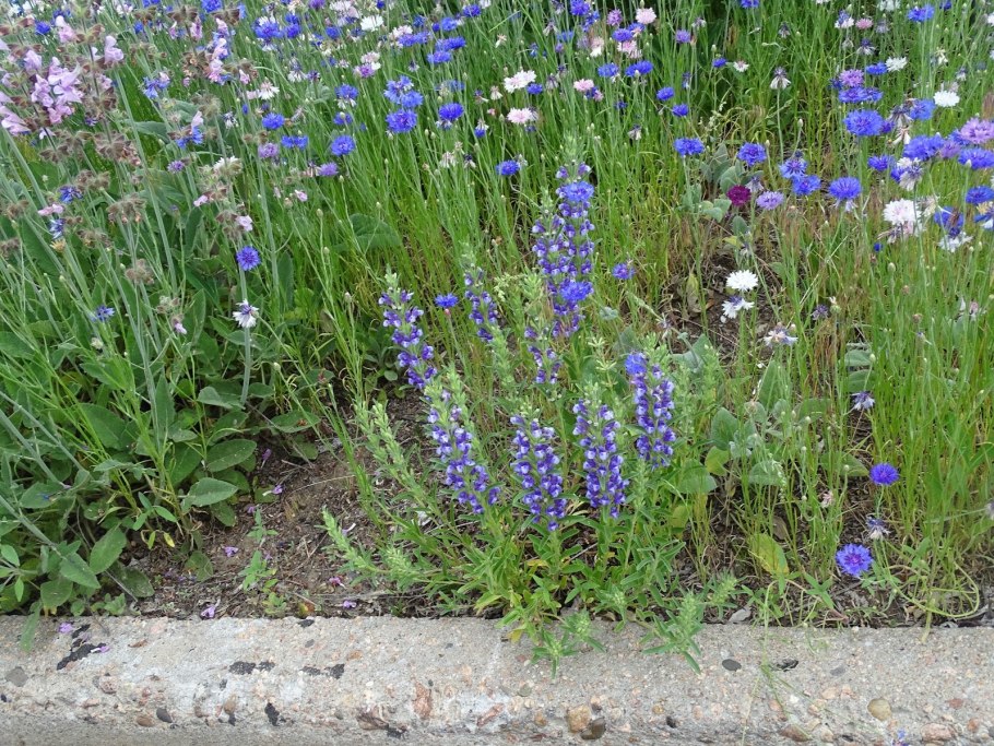 Ляллеманция Иберийская