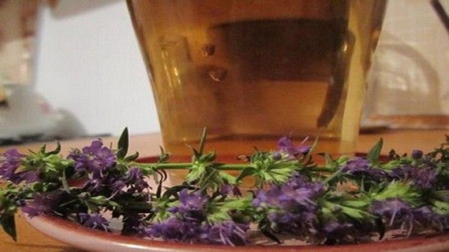 Псилотовидные папоротники