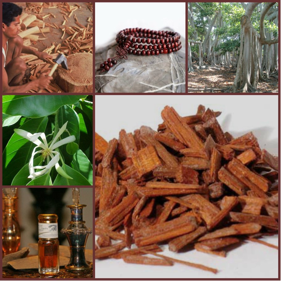 Сандаловое дерево Чили