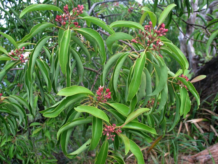 Сандаловое дерево в Индии