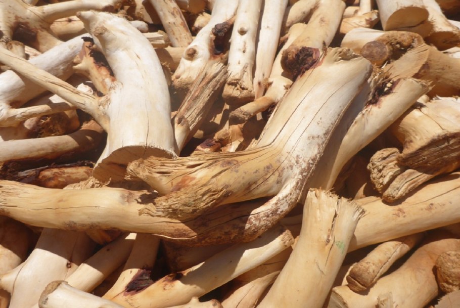 Сандал сандаловое дерево