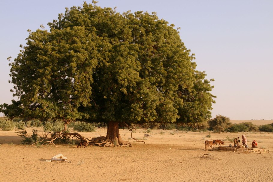 Сандаловое дерево в Индии
