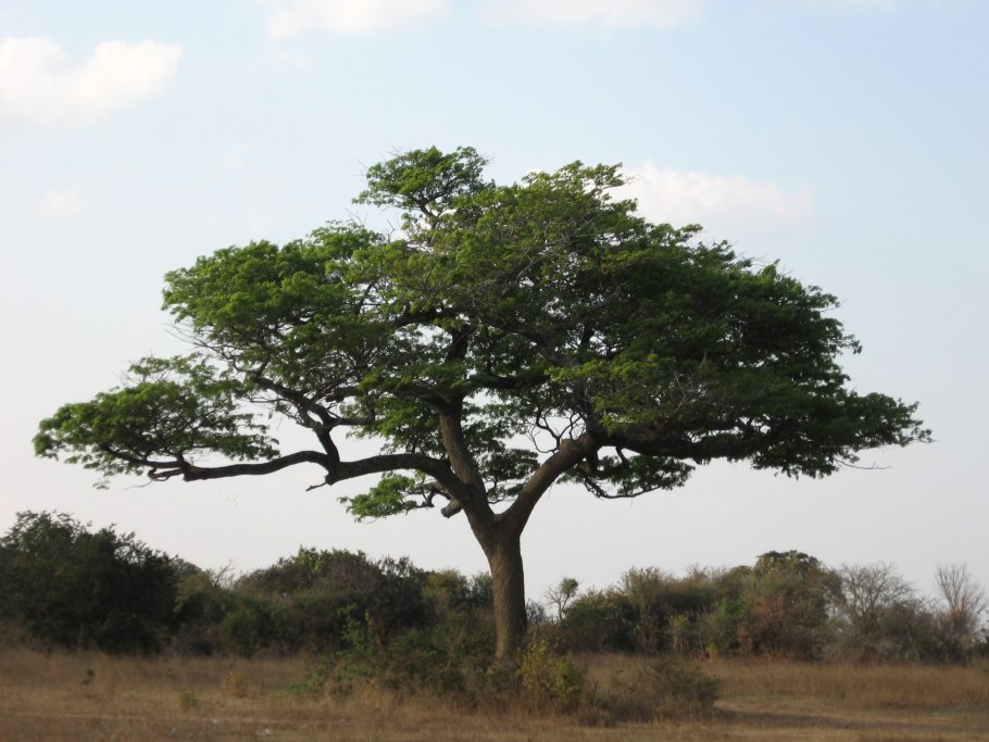 Сандал сандаловое дерево