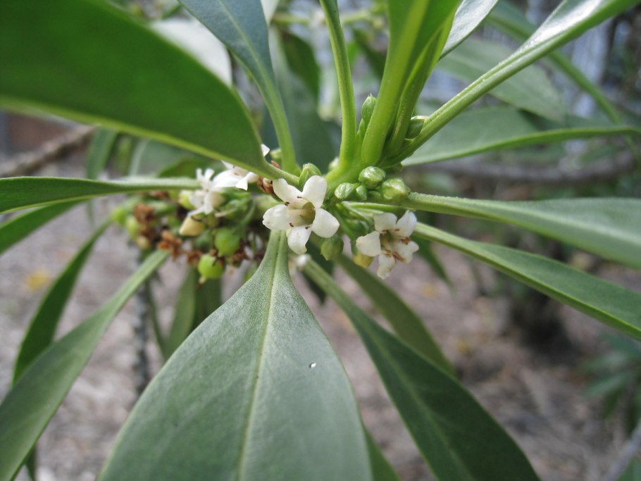 Сандаловое дерево Южной Индии