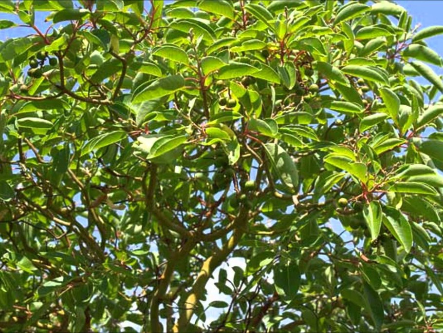 Эфирное масло сандала