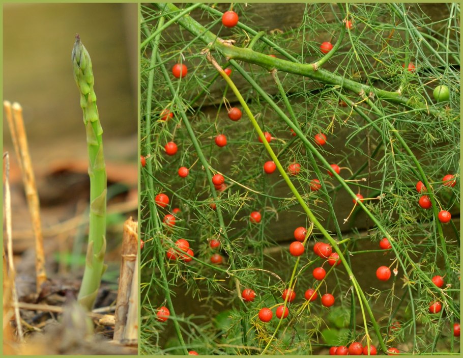 Спаржа Королевская