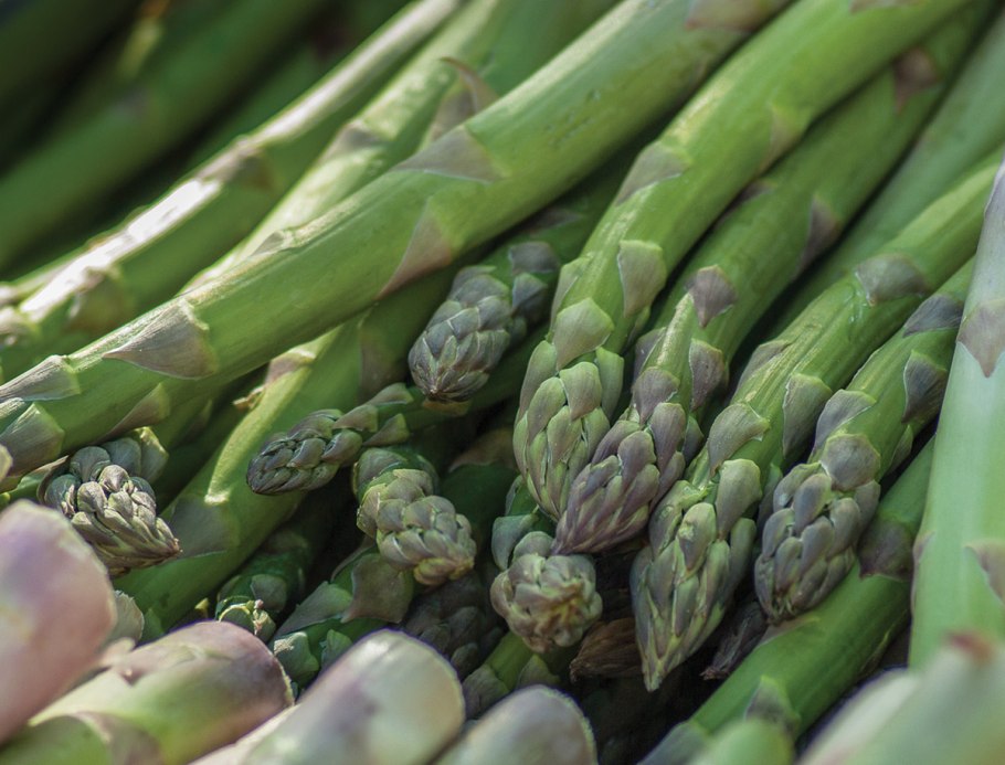 Спаржа Аржентельская куст