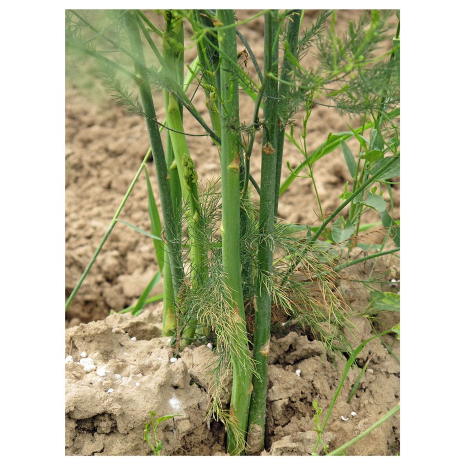 Спаржа лекарственная гербарий